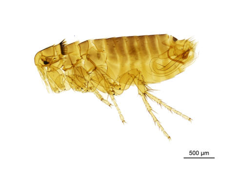 A rat flea - Ceratophyllus Monopsyllus anisus Rothschild, 1907