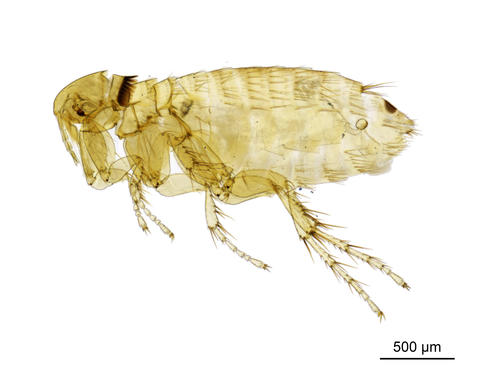 A house mouse flea - Nosopsyllus Nosopsyllus londiniensis londiniensis (Rothschild, 1903)