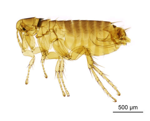 The grey squirrel flea - Orchopeas howardi howardi (Baker, 1895)