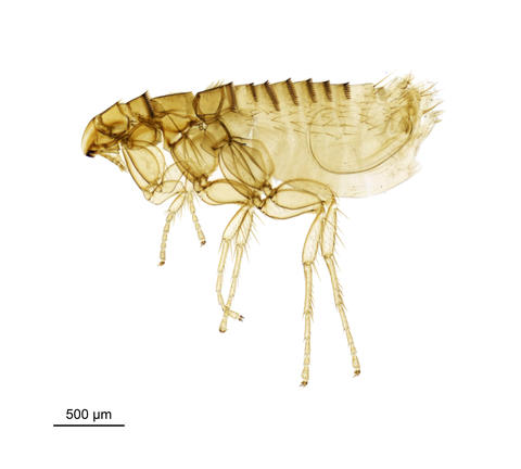 A bat flea - Ischnopsyllus Ischnopsyllus octactenus (Kolenati, 1856)