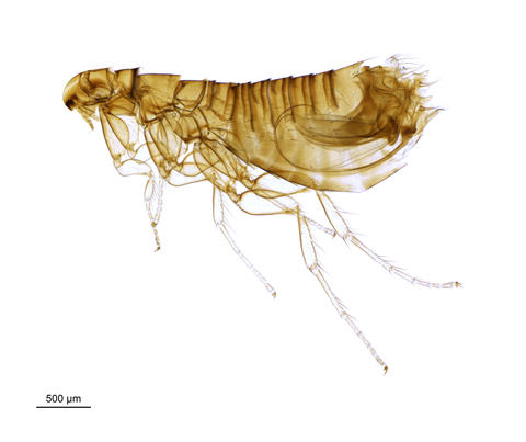 A noctule bat flea - Ischnopsyllus Ischnopsyllus elongatus (Curtis, 1832)