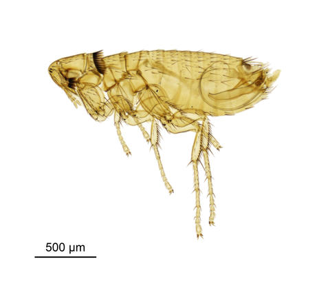 A house mouse flea - Leptopsylla segnis (Schönherr, 1811)