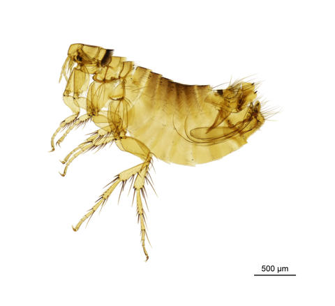 A house martin/cliff nest flea - Frontopsylla Orfrontia laeta (Jordan & Rothschild, 1920)