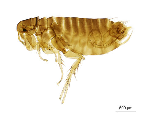 The hen flea - Ceratophyllus Ceratophyllus gallinae (Schrank, 1903)
