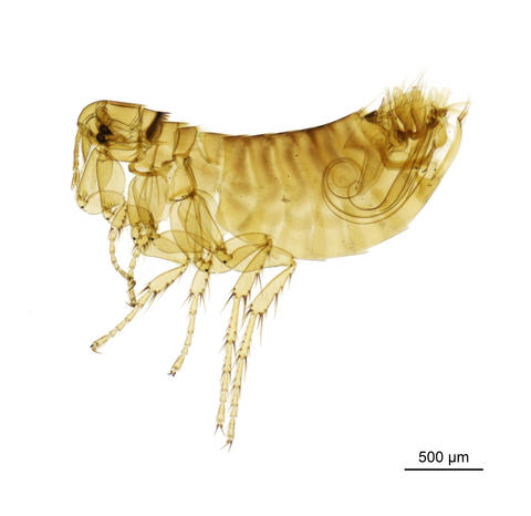 A housemartin flea - Ceratophyllus Ceratophyllus farreni farreni Rothschild, 1905