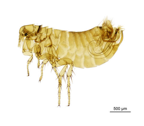A housemartin flea - Ceratophyllus Ceratophyllus rusticus Wagner, 1903