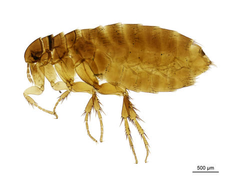 The ground nesting bird flea - Ceratophyllus Emmareus garei Rothschild, 1902