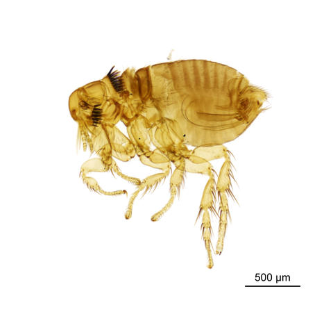 The rabbit flea - Spilopsyllus cuniculi (Dale, 1878) | Distribution of ...