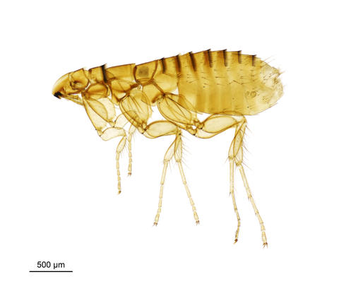 A serotine bat flea - Ischnopsyllus Ischnopsyllus intermedius (Rothschild, 1898)