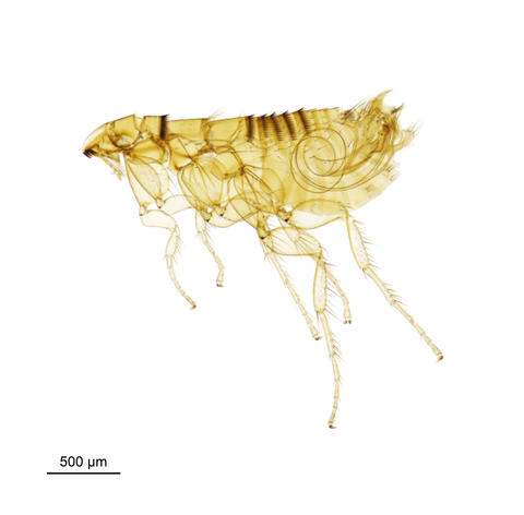 The long-eared bat flea - Ischnopsyllus Hexactenopsylla hexactenus (Kolenati, 1856)
