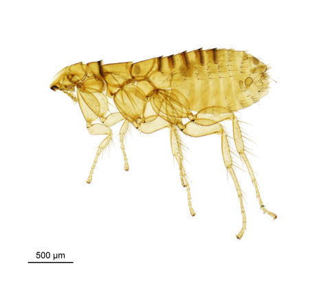The long-eared bat flea - Ischnopsyllus Hexactenopsylla hexactenus (Kolenati, 1856)