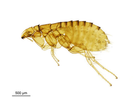 A bat flea - Ischnopsyllus Ischnopsyllus variabilis (Wagner, 1898)
