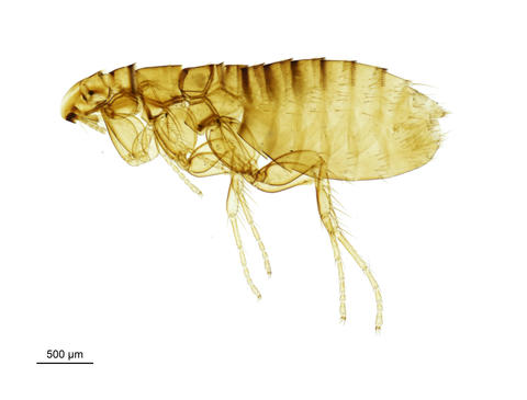 A noctule bat flea - Ischnopsyllus Ischnopsyllus elongatus (Curtis, 1832)